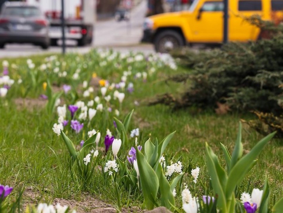 Łódź. Łódź tonie w kwiatach! Wielokolorowe kompozycje w całym mieście!