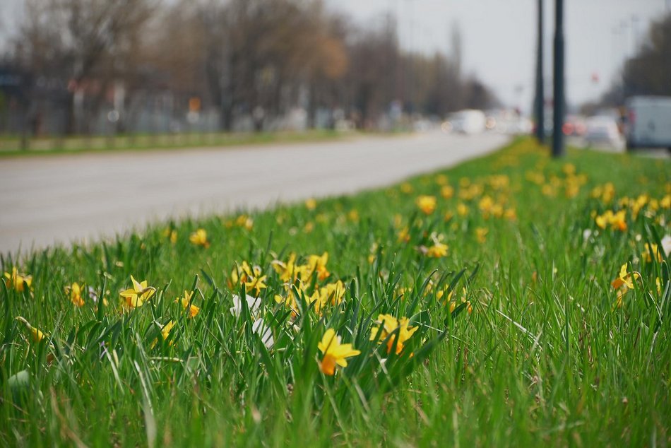 Łódź. Łódź tonie w kwiatach! Wielokolorowe kompozycje w całym mieście!
