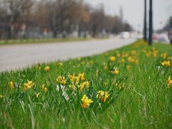 Łódź. Łódź tonie w kwiatach! Wielokolorowe kompozycje w całym mieście!