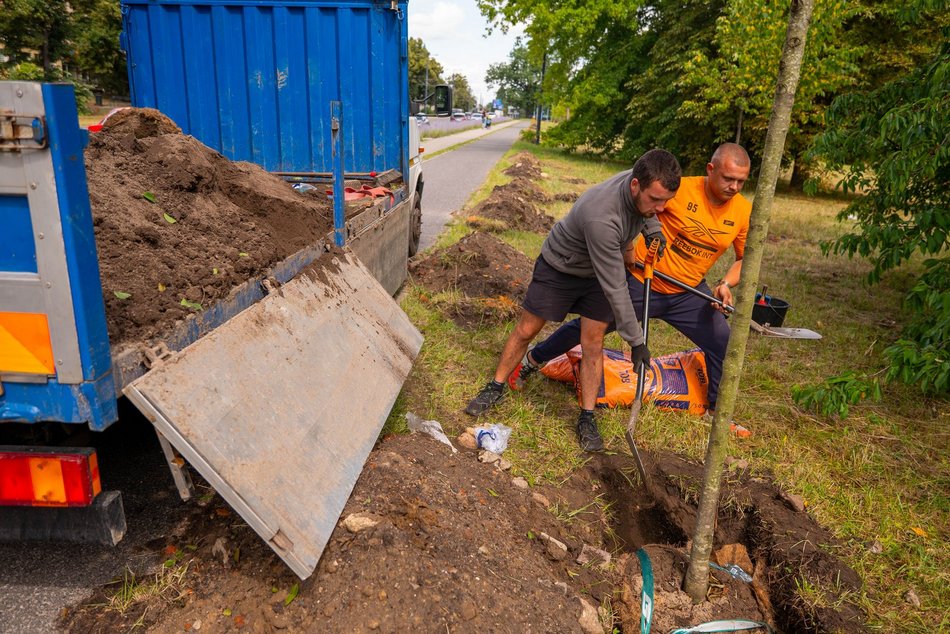 Wojska Polskiego w Łodzi jeszcze bardziej zielona! Przybyło 300 nowych drzew