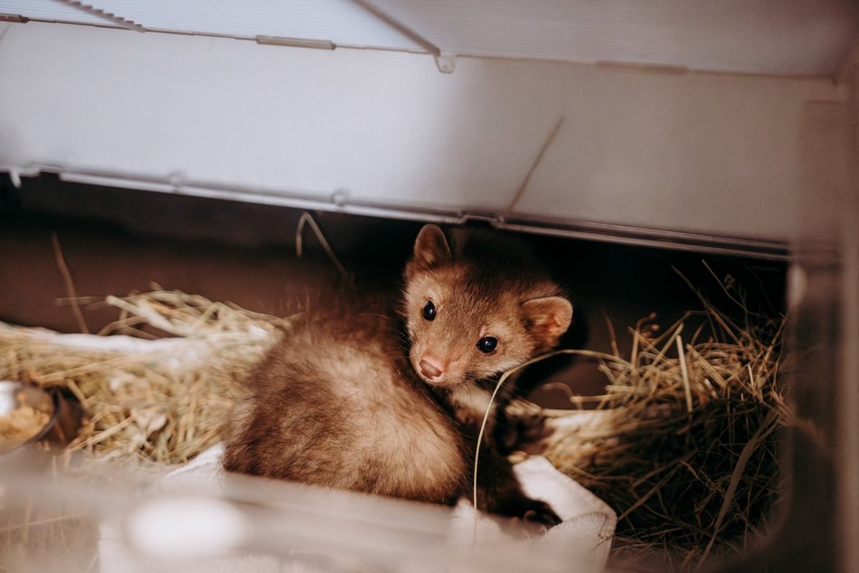 Łódź. Ośrodek Rehabilitacji Dzikich Zwierząt działa pełną parą. Ponad 1000 zwierząt w 2025 roku