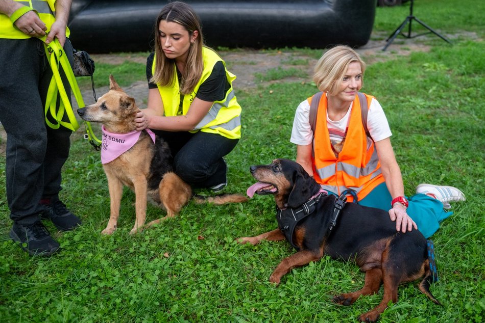 Łódź. Ostatni Psia Polówka w Łodzi za nami. Nic słodszego dziś nie zobaczysz!