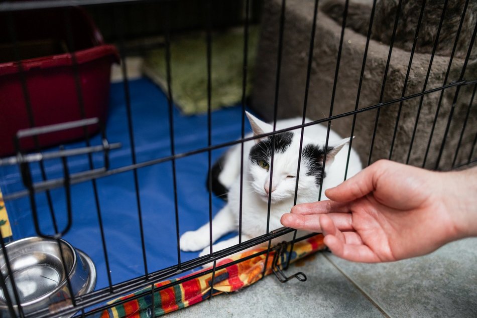 Łódź. Kocie walentynki w schronisku w Łodzi. Zobacz zdjęcia ze spotkania adopcyjnego