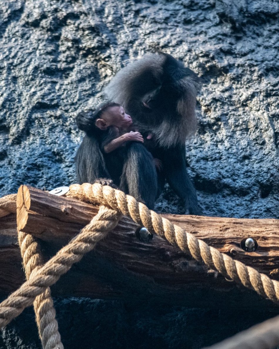 Makaki wanderu z Orientarium Zoo Łódź