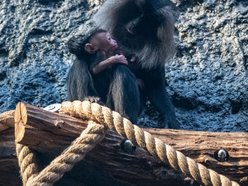 Makaki wanderu z Orientarium Zoo Łódź