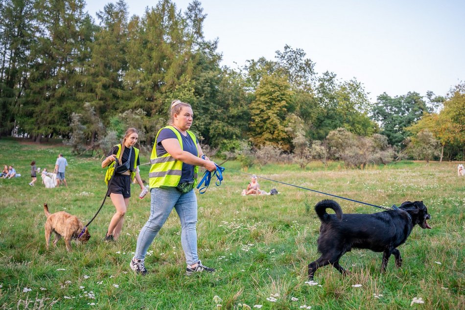 Psia Polówka w Łodzi
