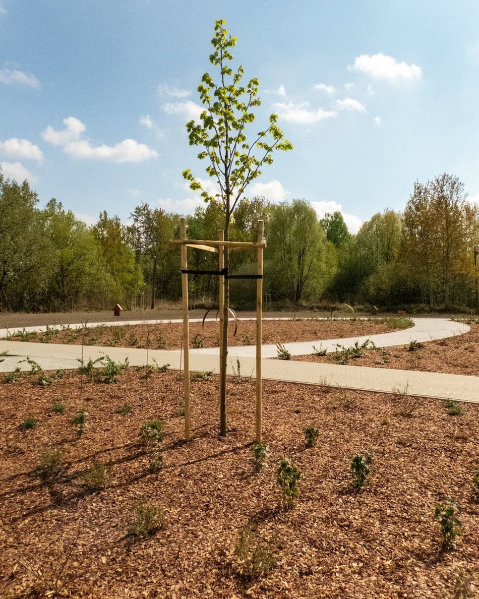 Łódź. Nowy park na Janowie w Łodzi. Kiedy podrosną rośliny, zobaczymy zieloną oazę