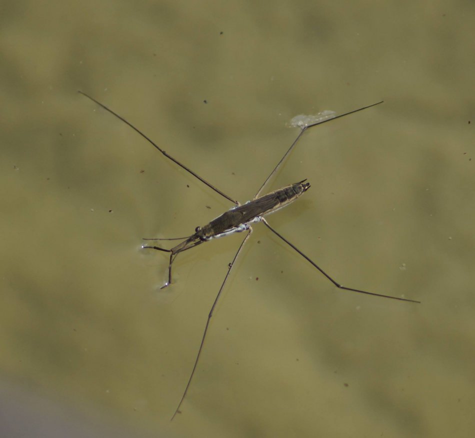 Łódź. Życie pod taflą wody. Niezwykły świat bezkręgowców w łódzkich rzekach