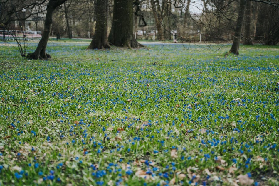 Łódź. Niebieska wiosna w Parku Klepacza w Łodzi. Te cebulice zachwycą każdego!