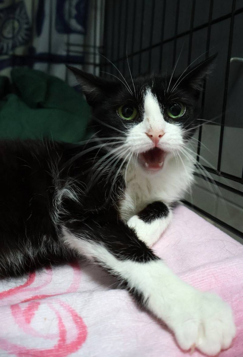 Łódź. Zielonooka Inka ze schroniska w Łodzi czeka na nowy dom. Podaruj go jej!