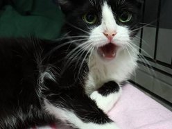 Łódź. Zielonooka Inka ze schroniska w Łodzi czeka na nowy dom. Podaruj go jej!