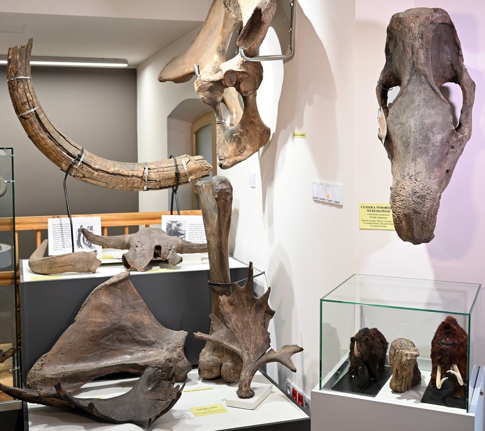 Łódź. Szczątki pradawnych zwierząt znalezione podczas prac kanalizacyjnych w Łodzi