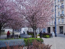 Łódź. Na skrzyżowaniu Kilińskiego i Narutowicza niczym w Japonii. Różowe drzewa przykuwają wzrok!