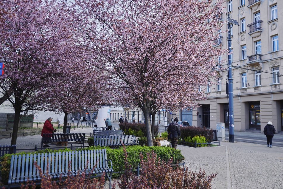 Łódź. Na skrzyżowaniu Kilińskiego i Narutowicza niczym w Japonii. Różowe drzewa przykuwają wzrok!