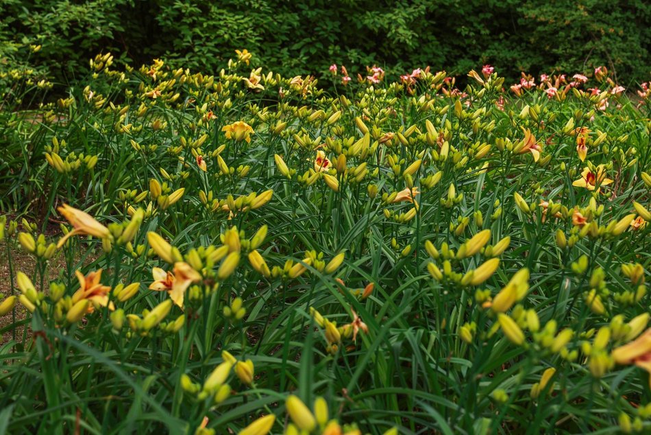 Łódź. Liliowce zachwycają w Ogrodzie Botanicznym w Łodzi. Widok zapierający dech!
