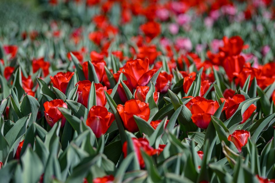 Morze tulipanów w Ogrodzie Botanicznym w Łodzi. Nie możesz tego przegapić
