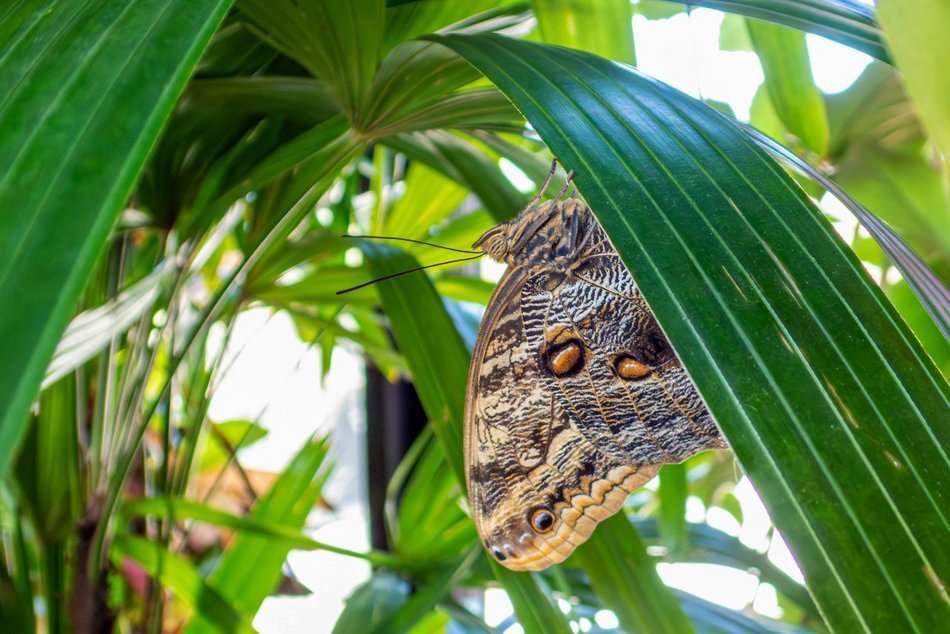 Łódź. Nowa motylarnia w Orientarium Zoo Łódź już otwarta! Największe takie miejsce w Polsce