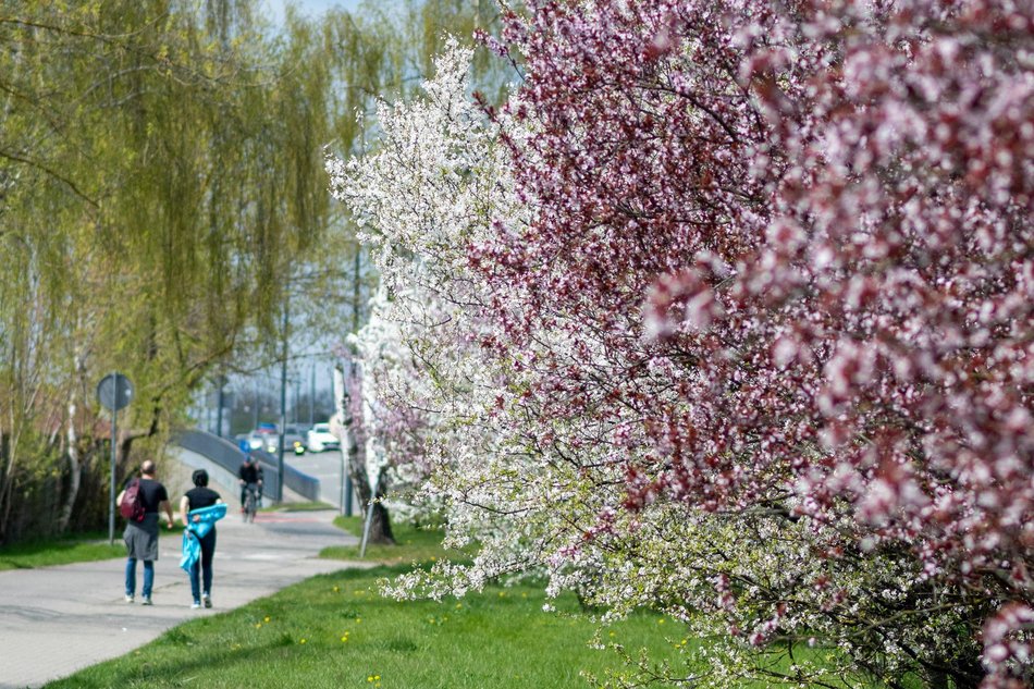 Łódź. Biało-różowy zawrót głowy na Rokicińskiej w Łodzi. Kwitnąca przyroda wygląda, jak z bajki!