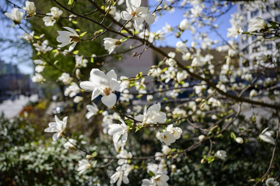 Wiosna przy skrzyżowaniu Piotrkowskiej z Zamenhofa. Rozkwitła biała magnolia