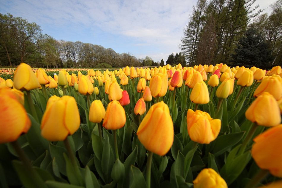 Ponad 50 tys. tulipanów możemy zobaczyć w Ogrodzie Botanicznym w Łodzi!