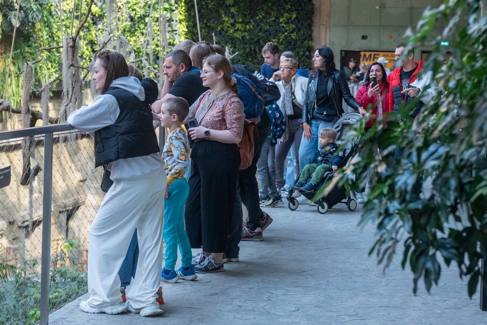 Tłumy w Orientarium Zoo Łódź! Nowości przyciągają jak magnes!