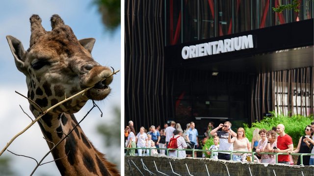 Orientarium Zoo Łódź zaprasza na Dzień Żyrafy. Specjalna zniżka dla uczniów! [SZCZEGÓŁY]