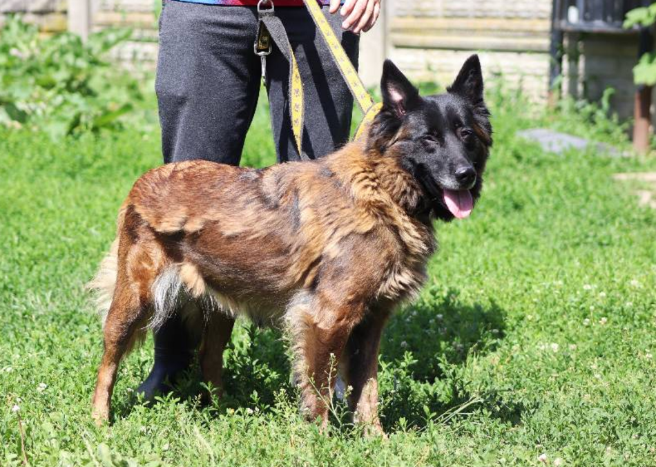 Z kanapy za kraty. Oddana Remi czeka na nową rodzinę po śmierci właściciela