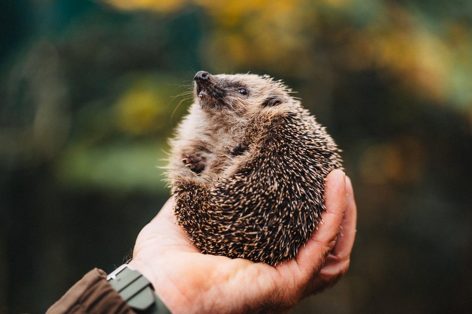 Międzynarodowy Dzień Jeża. Jak pomóc temu małemu ssakowi przetrwać zimę?