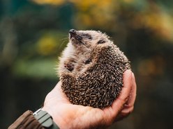 Międzynarodowy Dzień Jeża. Jak pomóc temu małemu ssakowi przetrwać zimę?