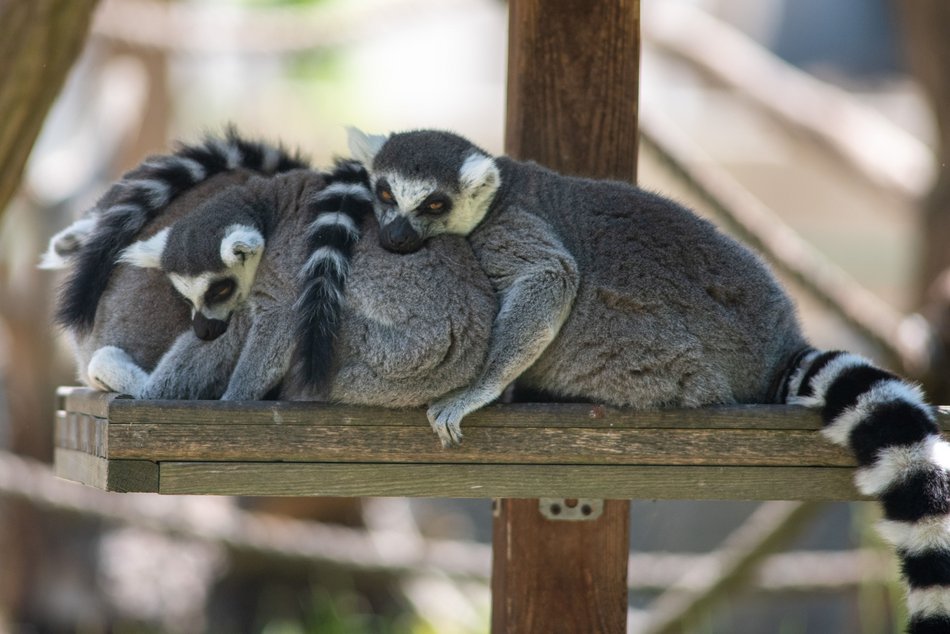 Lemury z Orientarium Zoo Łódź