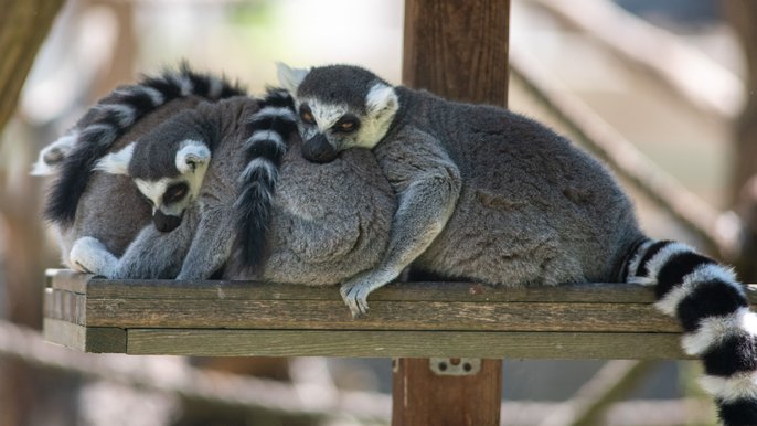 Lemury z Orientarium Zoo Łódź