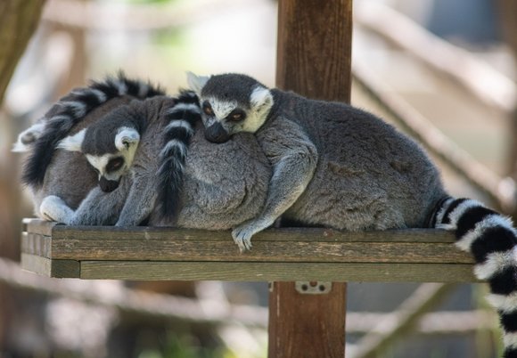 Lemury z Orientarium Zoo Łódź