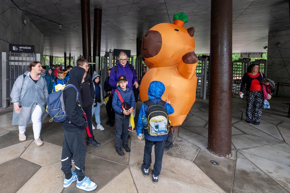 Łódź. Zlot Fanów Kapibary w Orientarium Zoo Łódź. Świetna frekwencja mimo niepogody