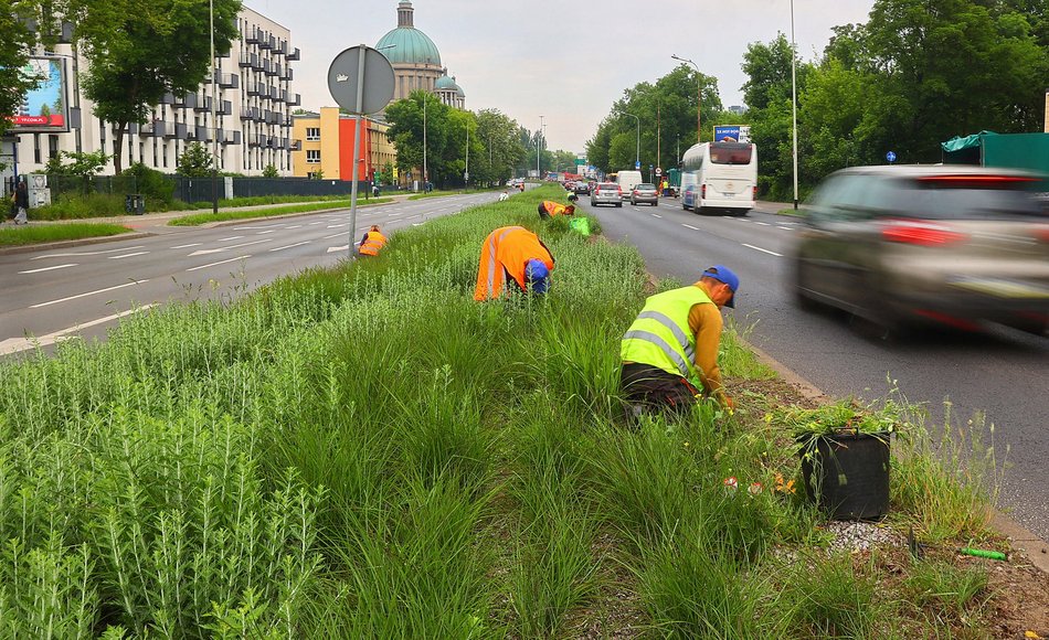 Precz z chwastami przy Kopcińskiego. Tak dba się o zieleń w Łodzi