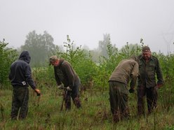 Łódź. Prawie 19 tysięcy nowych drzew w Łodzi jeszcze wiosną