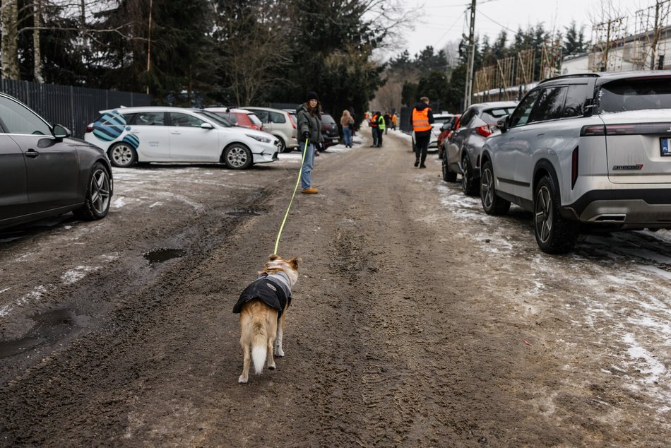 Łódź. Psy ze schroniska w Łodzi znów na spacerze! Dla tych wesołych pyszczków aż chce się chodzić!
