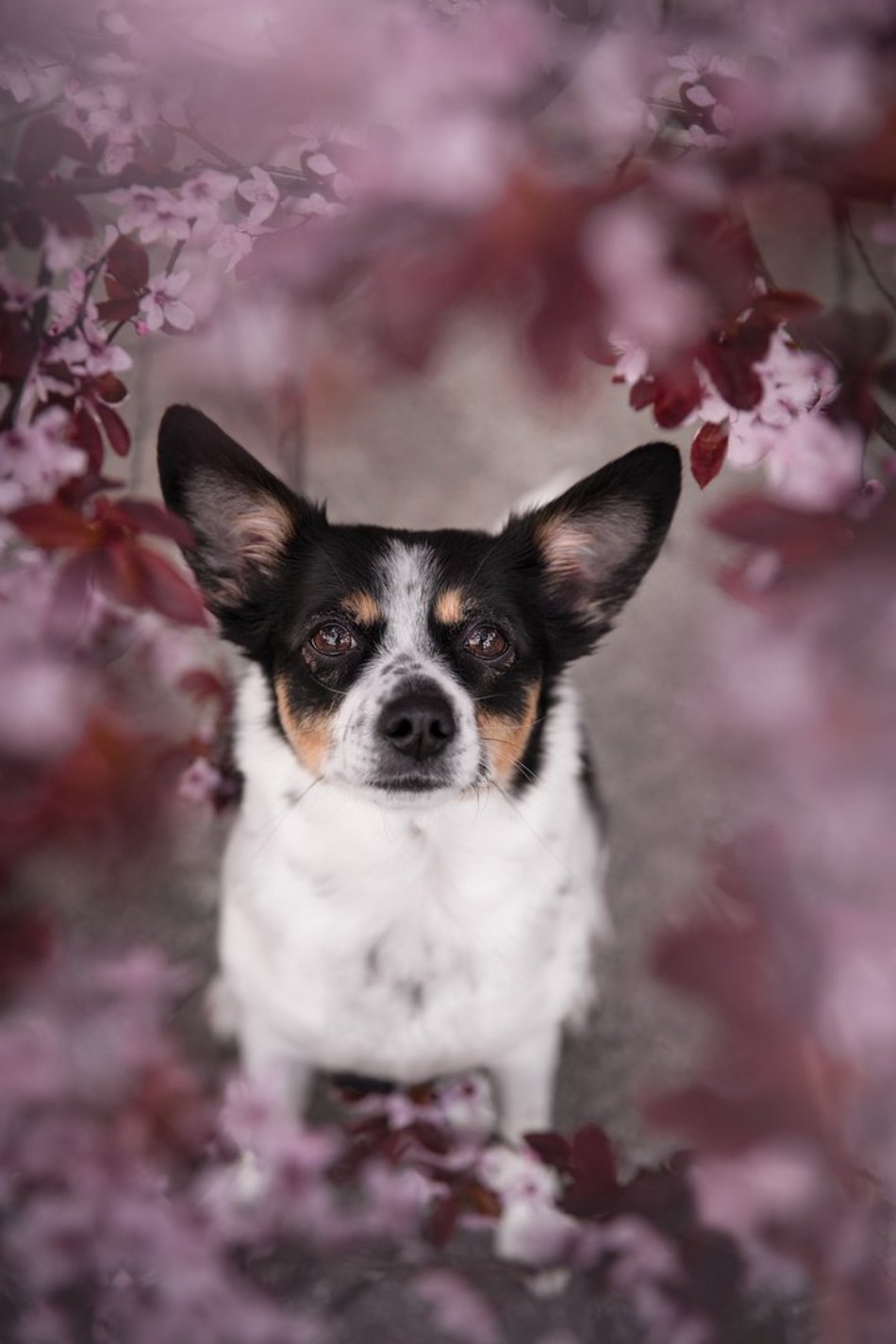 Piesografia zdjęcia zwierzaków