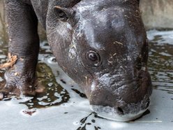 Nowe słodziaki w Orientarium Zoo Łódź. Sprawdź, co u nich słychać!