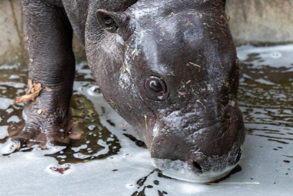 Nowe słodziaki w Orientarium Zoo Łódź. Sprawdź, co u nich słychać!