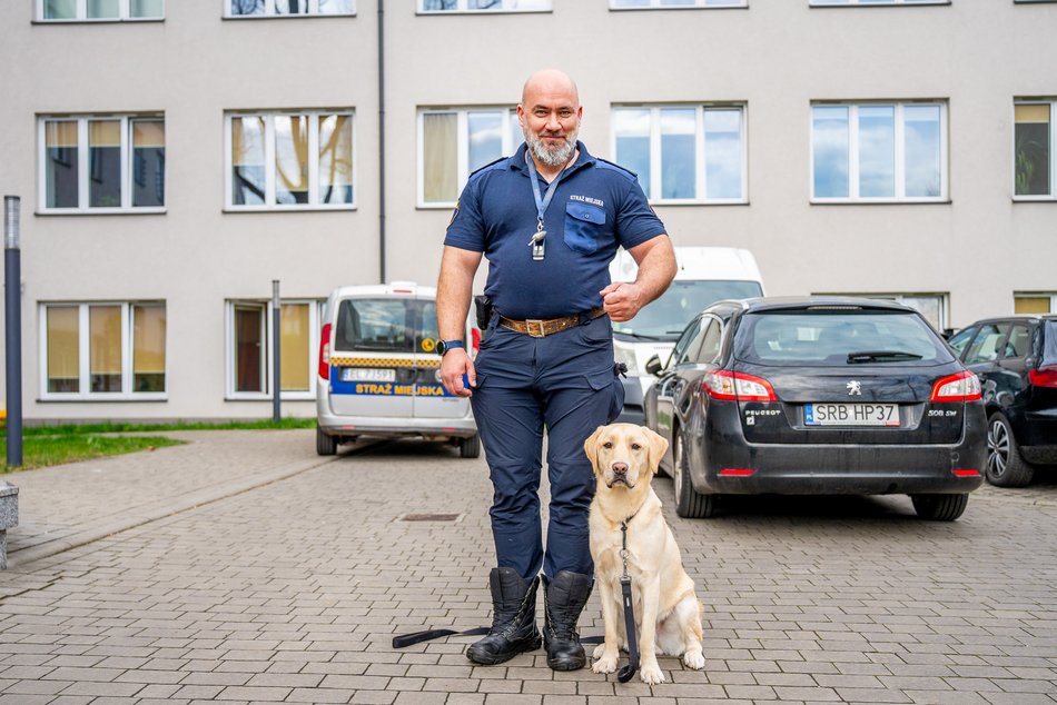 Łódź. Strażnik Maks. Uroczy labrador nowym funkcjonariuszem Straży Miejskiej w Łodzi