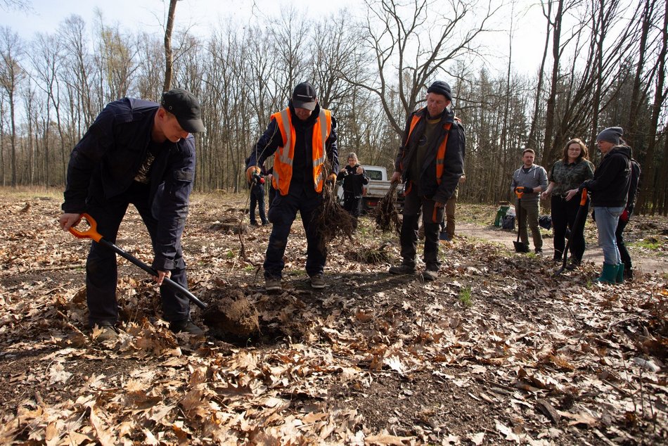 Drzewa posadzono w Lesie Łagiewnickim