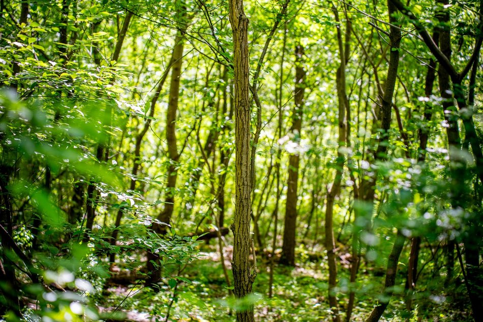 grupa ludzi spaceruje w naturze