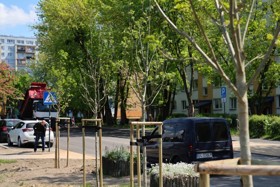 Łódź. Nowe drzewa przy ul. Bartoka na Widzewie w Łodzi