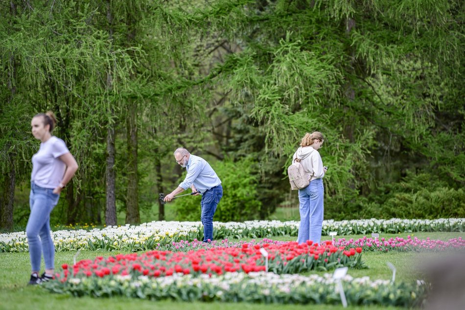 Morze tulipanów w Ogrodzie Botanicznym w Łodzi. Nie możesz tego przegapić
