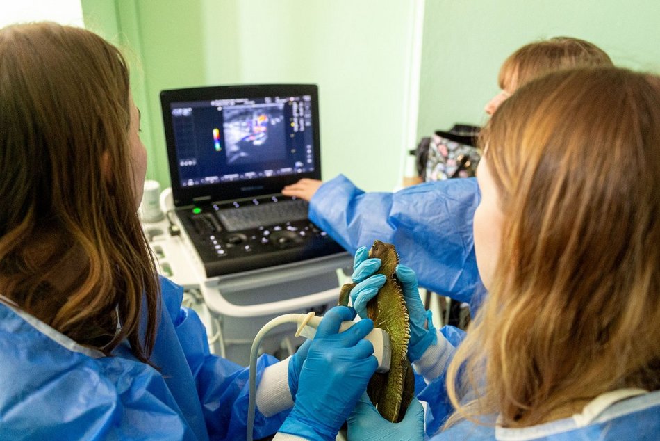 Łódź. Orientarium Zoo Łódź to nie tylko atrakcja. Tu szkolą się najlepsi weterynarze zwierząt egzotycznych