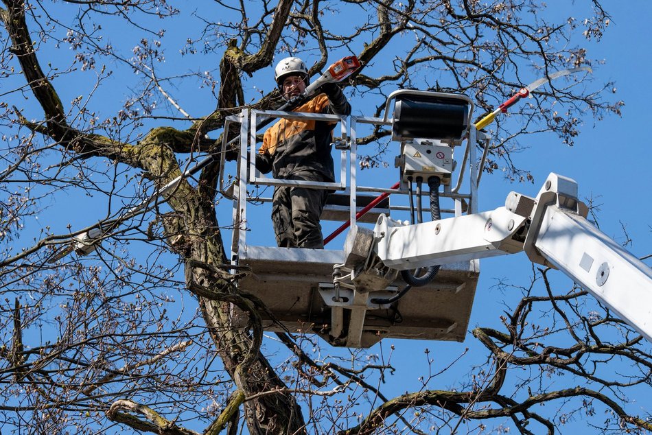 Łódź. Wiosenna pielęgnacja drzew w Łodzi. Dlaczego jest potrzebna?