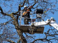 Łódź. Wiosenna pielęgnacja drzew w Łodzi. Dlaczego jest potrzebna?