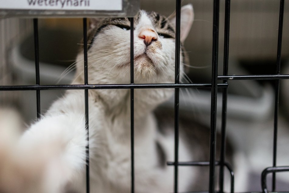 Łódź. Kocie walentynki w schronisku w Łodzi. Zobacz zdjęcia ze spotkania adopcyjnego