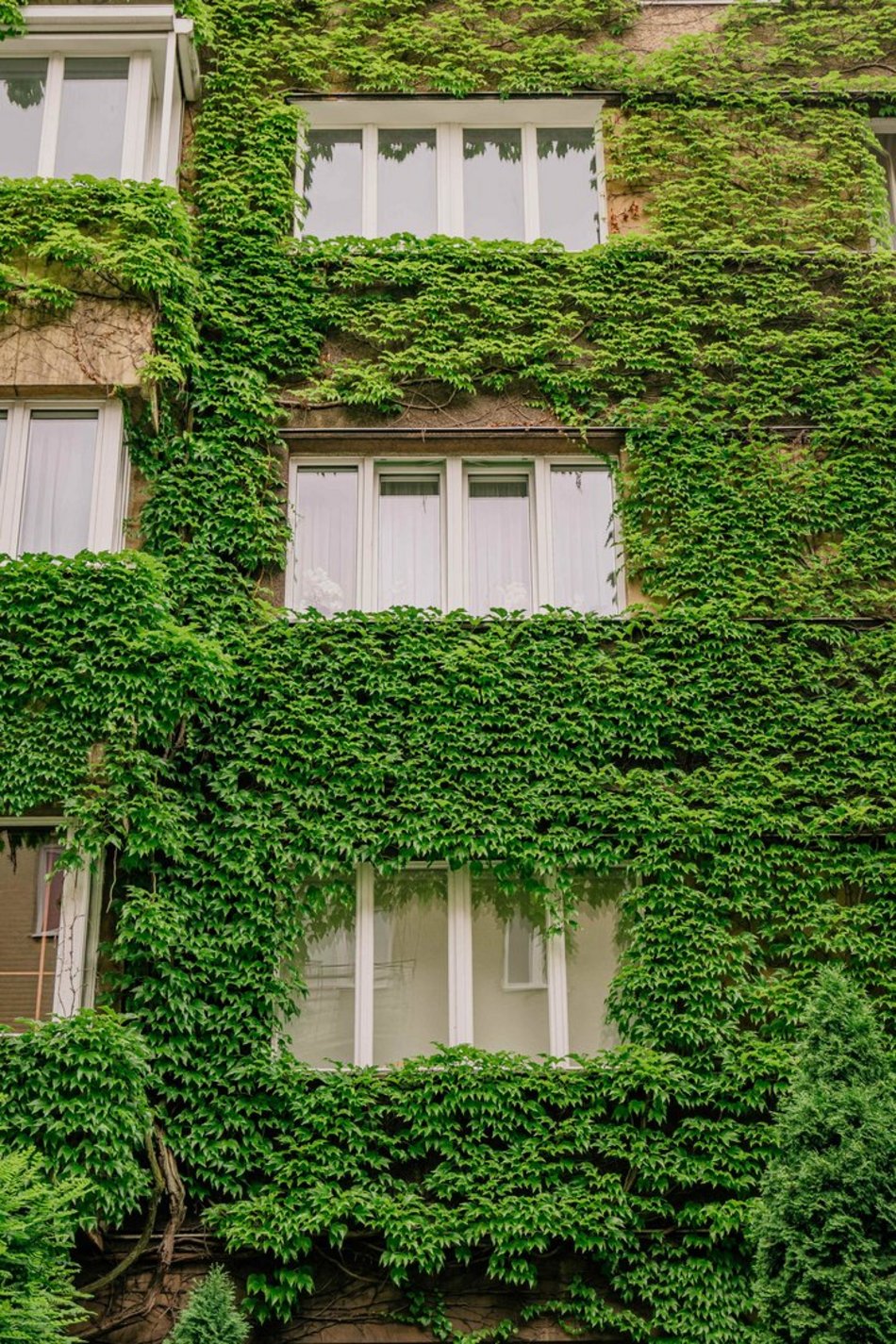Łódź. To najbardziej zielona kamienica w Łodzi. Ten widok zapiera dech!