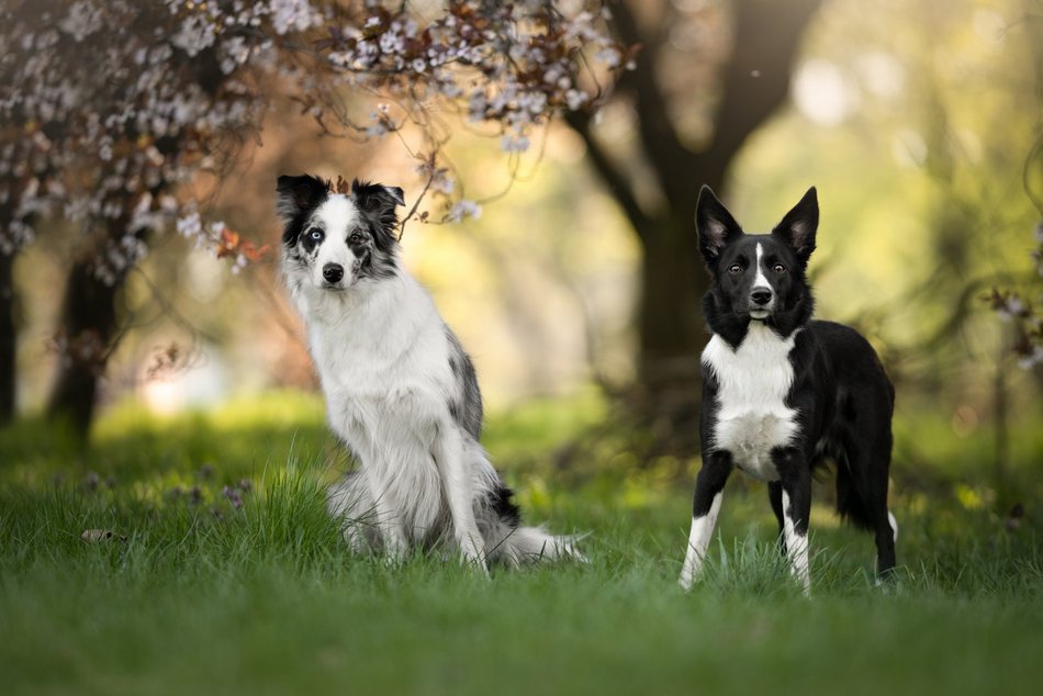 Piesografia zdjęcia zwierzaków